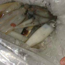 海龍丸(石川) 釣果