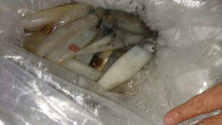 海龍丸(石川) 釣果