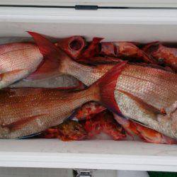 遊漁船 家入 釣果