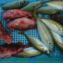小島丸 釣果