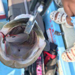 アマテラス 釣果