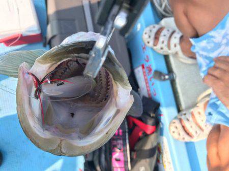 アマテラス 釣果