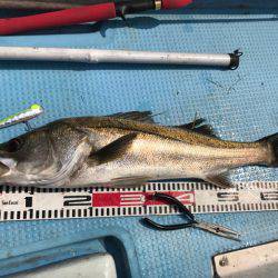 アマテラス 釣果