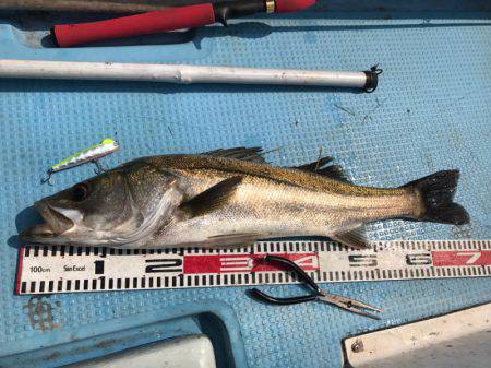 アマテラス 釣果