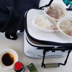 ソルトウォーターガイドフレンズ 釣果