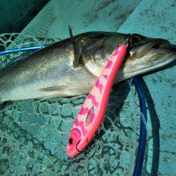 アマテラス 釣果