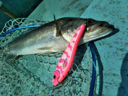 アマテラス 釣果