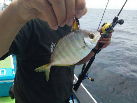 丸万釣船 釣果