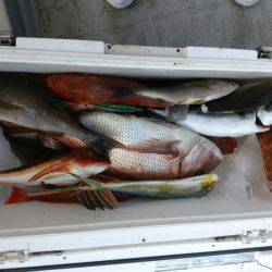 ありもと丸 釣果