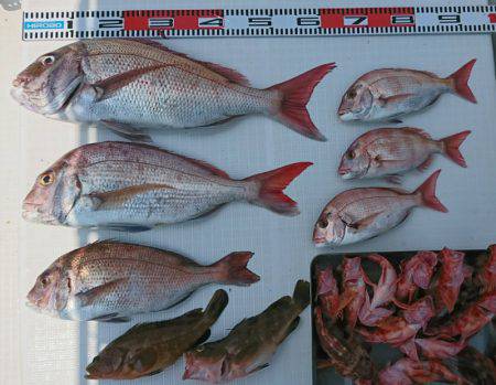 遊漁船 家入 釣果