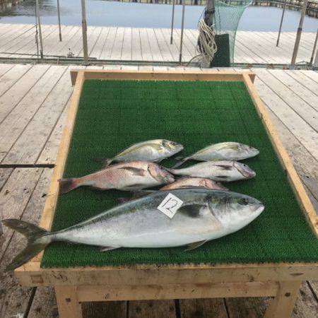 海の釣堀 海恵 釣果
