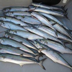 Chase(チェイス) 釣果