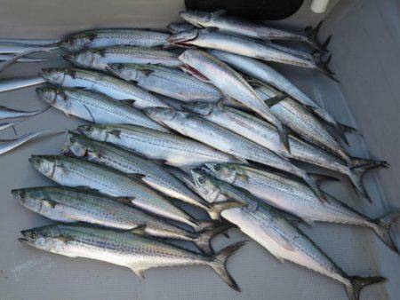 Chase（チェイス） 釣果