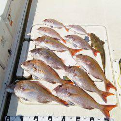 マリンガイド福丸 釣果