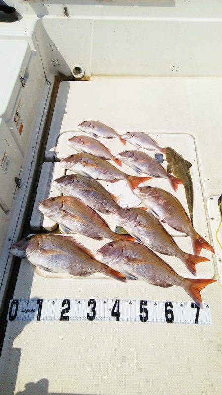 マリンガイド福丸 釣果