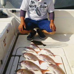 マリンガイド福丸 釣果