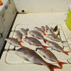 マリンガイド福丸 釣果