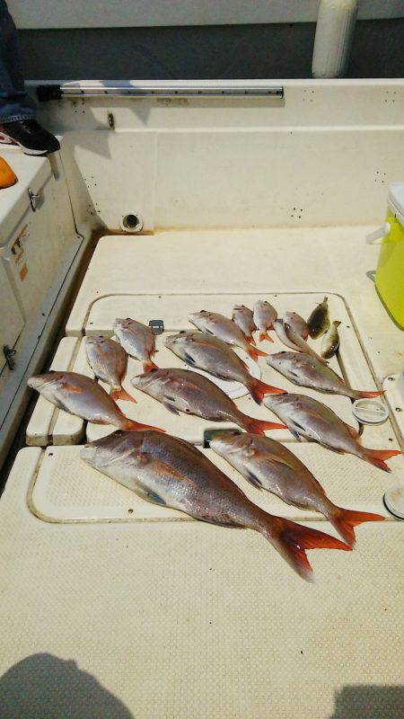 マリンガイド福丸 釣果