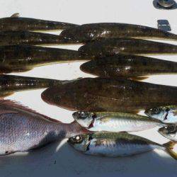 JDI Racing シールズマリンレジャー 釣果