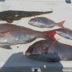 ＪＤＩ　Ｒａｃｉｎｇ　シールズマリンレジャー 釣果