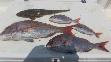 ＪＤＩ　Ｒａｃｉｎｇ　シールズマリンレジャー 釣果