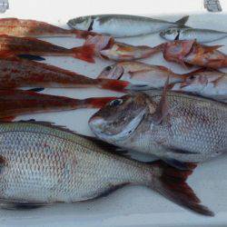 JDI Racing シールズマリンレジャー 釣果