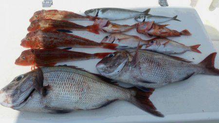 ＪＤＩ　Ｒａｃｉｎｇ　シールズマリンレジャ…