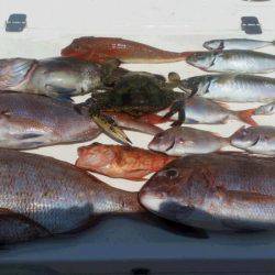 JDI Racing シールズマリンレジャー 釣果