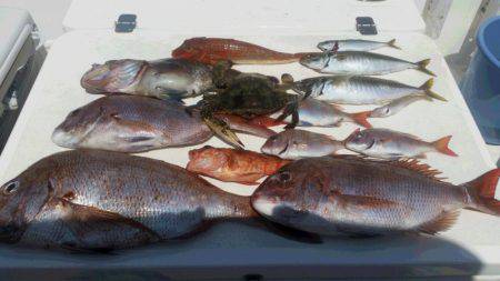 JDI Racing シールズマリンレジャー 釣果