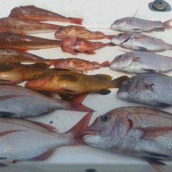 JDI Racing シールズマリンレジャー 釣果