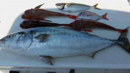 ＪＤＩ　Ｒａｃｉｎｇ　シールズマリンレジャ…