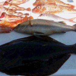 JDI Racing シールズマリンレジャー 釣果