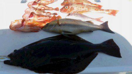 JDI Racing シールズマリンレジャー 釣果