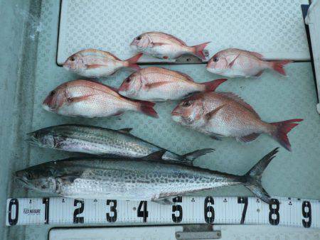 オーシャンスター(Ocean Star) …