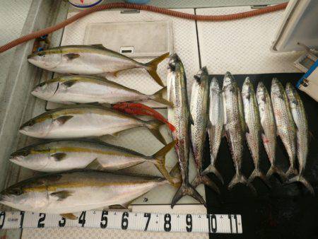 オーシャンスター(Ocean Star) …