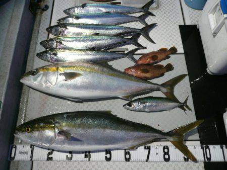 オーシャンスター(Ocean Star) …