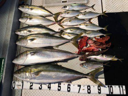 オーシャンスター(Ocean Star) 釣果