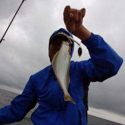 ひな丸 釣果