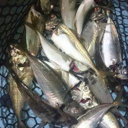 シースナイパー海龍 釣果