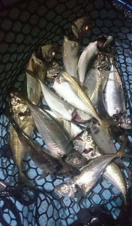 シースナイパー海龍 釣果