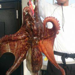 シースナイパー海龍 釣果