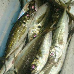 シースナイパー海龍 釣果