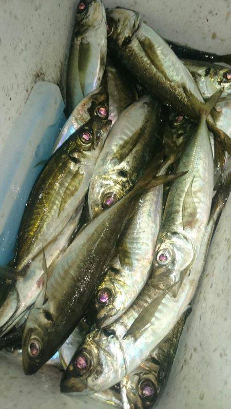 シースナイパー海龍 釣果