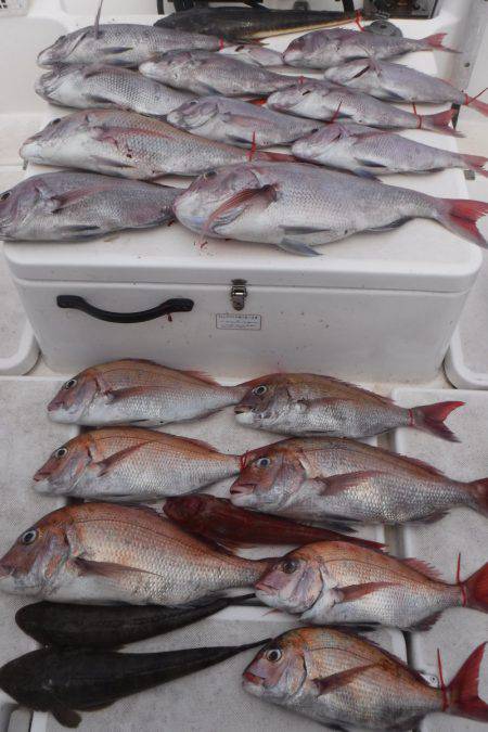 JDI Racing シールズマリンレジャー 釣果