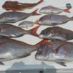 JDI Racing シールズマリンレジャー 釣果