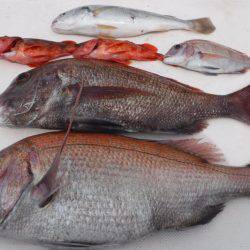 JDI Racing シールズマリンレジャー 釣果