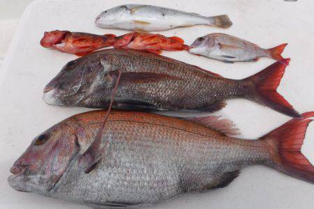 JDI Racing シールズマリンレジャー 釣果