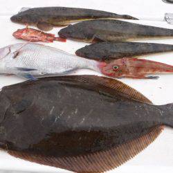 ＪＤＩ　Ｒａｃｉｎｇ　シールズマリンレジャー 釣果