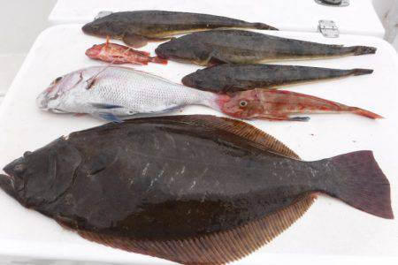 ＪＤＩ　Ｒａｃｉｎｇ　シールズマリンレジャー 釣果