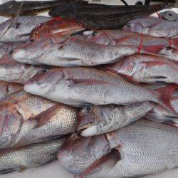 JDI Racing シールズマリンレジャー 釣果